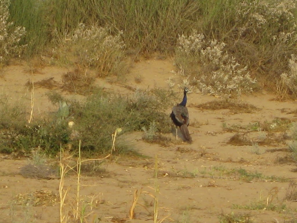 Peacock near islamkot sindh