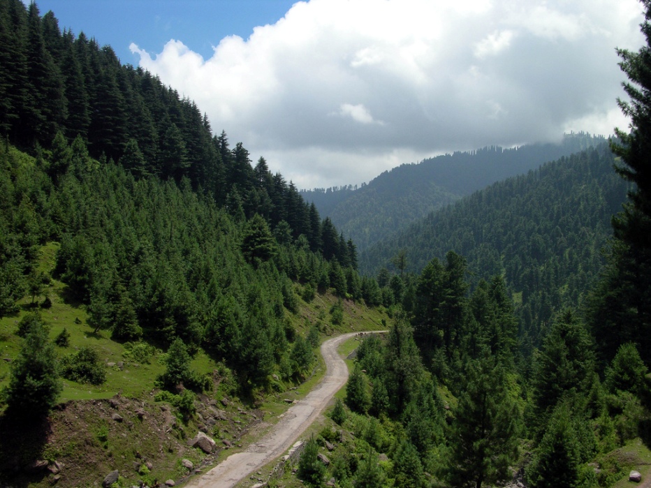 Forest of Aliabad